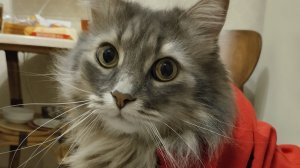 Колобок-зубастик