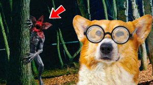 НОВЫЙ УЧИТЕЛЬ В ШКОЛЕ ДЛЯ ПЁСИКОВ!