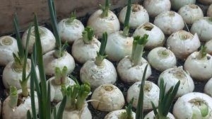 показал на практике, где зелень лука посажена правильно где не правильно.