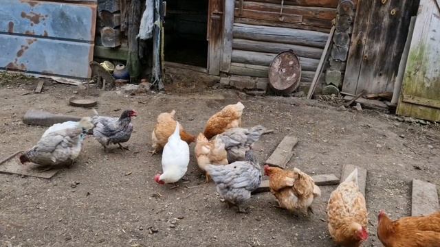 У МЕНЯ ТЫКВЕННЫЙ ДЕНЬ, СУП-ПЮРЕ И СОК С МЯКОТЬЮ.