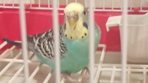 Поля волнистый попугайчик