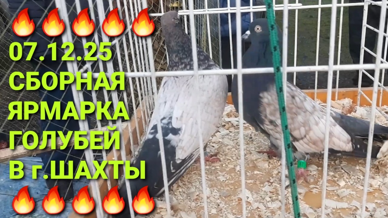🔥🔥🔥 07.12.12. Сборная ярмарка голубей в г.Шахты. Птичий рынок. Pigeons Fair. Bird Market.