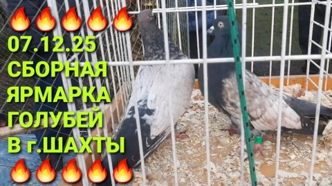 🔥🔥🔥 07.12.12. Сборная ярмарка голубей в г.Шахты. Птичий рынок. Pigeons Fair. Bird Market.