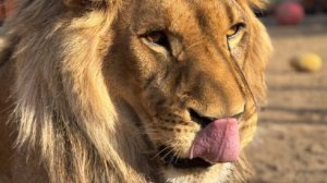 Зимний сон с Шерханчиком.