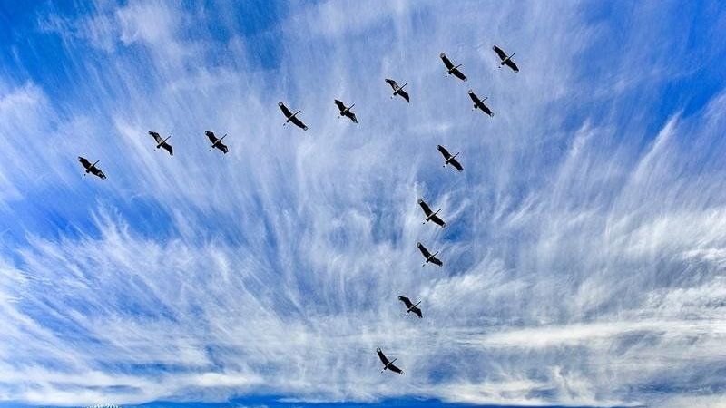 Возложение цветов к мемориалу Своих не бросаем  08.12.2025