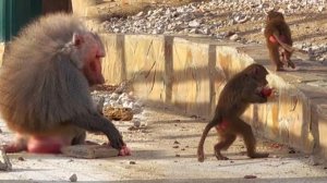 Круг почёта и приветствия от Деда! Малышня бежит на задних лапках! Наблюдаем за переменами в ДОМ2