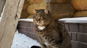 ДНЕВНИК лесного кота БАРСИКА: «Мороз и солнце, день чудесный!»  - 9.12.2025