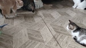 У нас новая игрушка.Команда котиков тестирует умный мяч.