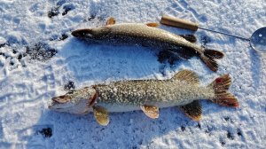 Рыбалка на жерлицы с ночёвкой. Первый лёд 2025.