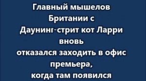 Кот Ларри вновь отказался заходить в офис, когда там появился Зеленский. Умный и хороший котик.
