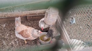 Куры в теплице.Проблема с породными курами.Не знаю, чем помочь.