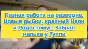 Разная работа на разводне. Новые рыбки, красный Неон и Родостомус. Забрал малька у Гуппи