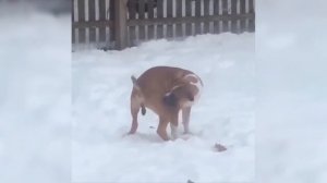 Самые смешные моменты с животными