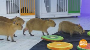 Капибары: сплошное ми-ми-ми! Но поесть любят... Доброе утро. Фрагмент выпуска от 09.12.2025