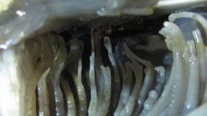 Псевдосталлактиты халцедона купить