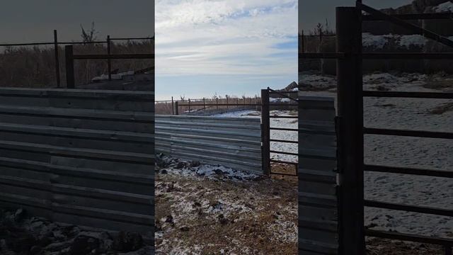 Венгерская мангалица,раздолье... смотреть онлайн