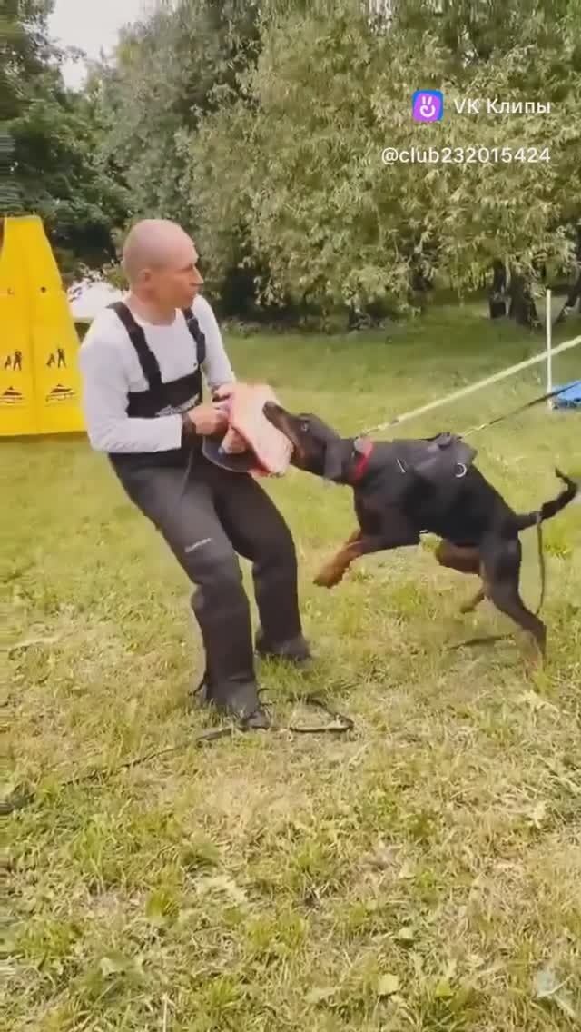 Крутой рабочий Доберман питомника в городе Москва, Московская область. Дрессировка по защите.