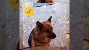 1000041975.mp4 (Собака смотрит на монтаж электропроводки (отверстия под м/коробки) в доме А-фрейм)