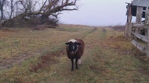 СЛУЧИЛОСЬ СТРАШНОЕ, У НАС НА ХУТОРЕ ПОГИБЛА НОВОРОЖДЕННАЯ ОВЕЧКА