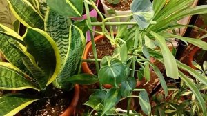 Филадендрон Бразил уход, размножение