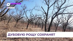 Дубовую рощу на сопке Змеиная защитит от застройки правительство Приморья