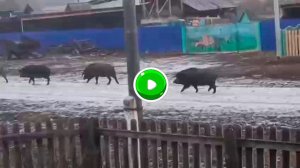 Кабаны в деревне