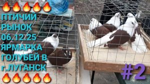 🔥🔥🔥 Птичий рынок в г.Луганск. Птичий рынок 06.12.25. Часть 2. Pigeons Fair. Bird Market.