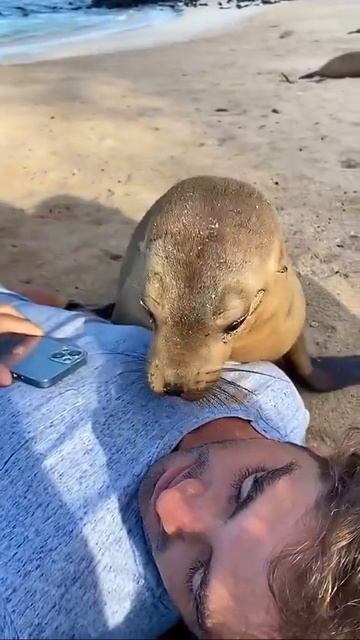 Парень отдыхал на пляже в Эквадоре, когда из океана к нему вышли морские котики