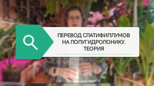 ПЕРЕВОД СПАТИФИЛЛУМОВ НА ПОЛУГИДРОПОНИКУ. ТЕОРИЯ