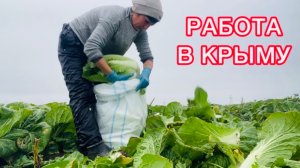 Сбор пекинки 🥬Декабрь 2025