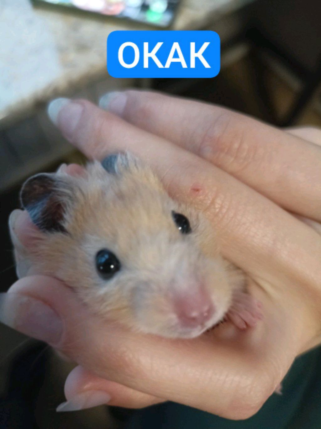 ZloyligionPabg mobilKyrgy