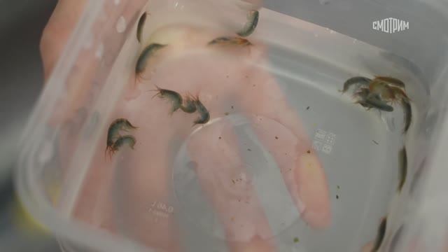 Фрагмент программы "Черные дыры. Белые пятна"