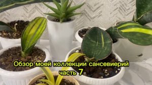 Сансевиерии. Большой обзор моей коллекции🪴Часть 7