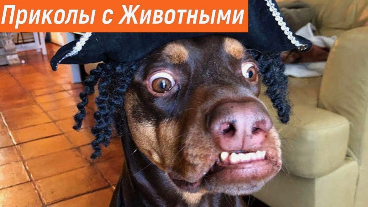 Смешные домашние животные Лучшие моменты 😍СМЕШНОЕ ВИДЕО о Животных