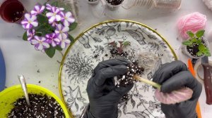 Большая пересадка фиалок2, болталка.