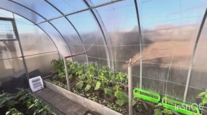 Что там в теплице// 💁❤️архив