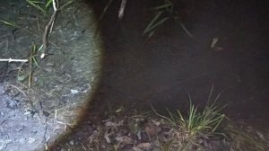 Тест приманок на бобра. Backbreaker Dobbins, Cavens Timber и "Конфликт"