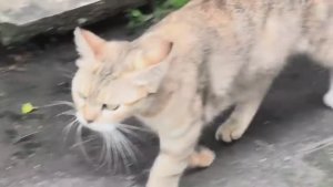 Беженец🇮🇩Бали. ЧЕМ БЕЛОЧКА ЛУЧШЕ, ЧЕМ КРЫСА？ ЗАЖАЛ ДЕ