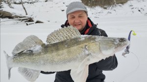 Река встала. Первый судак со льда на ТАКЕЛАЖ.