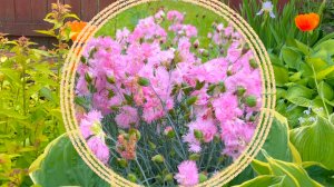 Цветущий июньский сад. Пионы / гвоздика / котовник / гравилат / молодило / анемона и др.