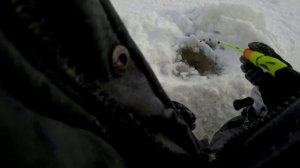 ПОЙМАЛ ТРОФЕЙ! Рыбалка на жерлицы в мороз