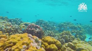 "Подводный мир" на телеканале Dostyq TV | релакс | медитация | отдых