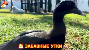 Забавные утки мускусные и пекинские на свободном выгуле со своими друзьями ч.(309) ❣️🤗😂