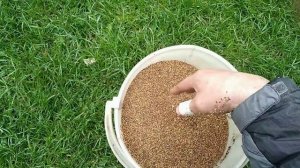 Посадка сидератов (2)