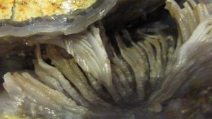 Псевдосталлактиты халцедона купить