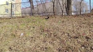 Сергей Милейко - Закружило завертело...