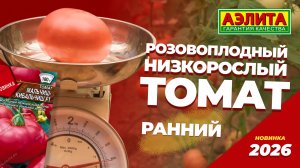 НИЗКОРОСЛЫЙ РОЗОВЫЙ ТОМАТ - новинка 2026 МАЛЬЧИШ-КИБАЛЬЧИШ F1