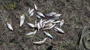 Почему рыба так жадно клюет на червя если он не водится в водоемах?!