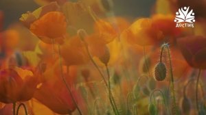 "Цветочная история" на телеканале Dostyq TV | релакс | медитация | отдых