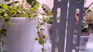 На улице -34 бр р р ❄ а у меня дома лето ☺❤🙏🙏красота 🌺 цветут орхидеи и глоксинии 🤗🌱🌱